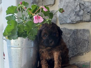 Mixed Breed dogs - Ad 8