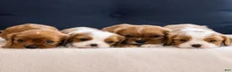 Cavalier King Charles Spaniel dogs for sale: Chuck - Ad 4