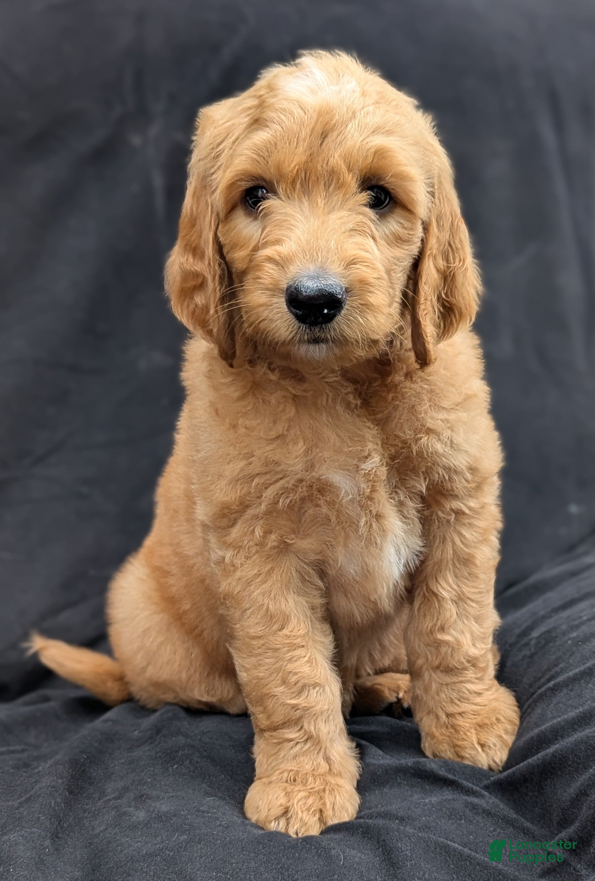 Goldendoodle dogs Rusty - Ad 1