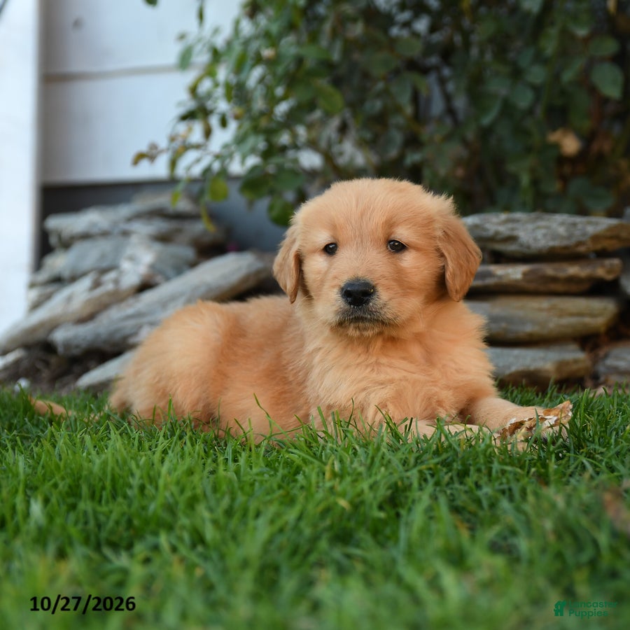 Golden Retriever dogs for sale: Valor - Ad 2