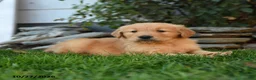 Golden Retriever dogs for sale: Valor - Ad 2