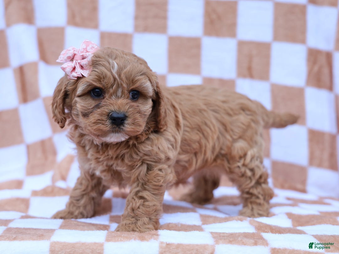 Cavapoo dogs for sale: Pansy Cavapoo Puppy - Ad 1