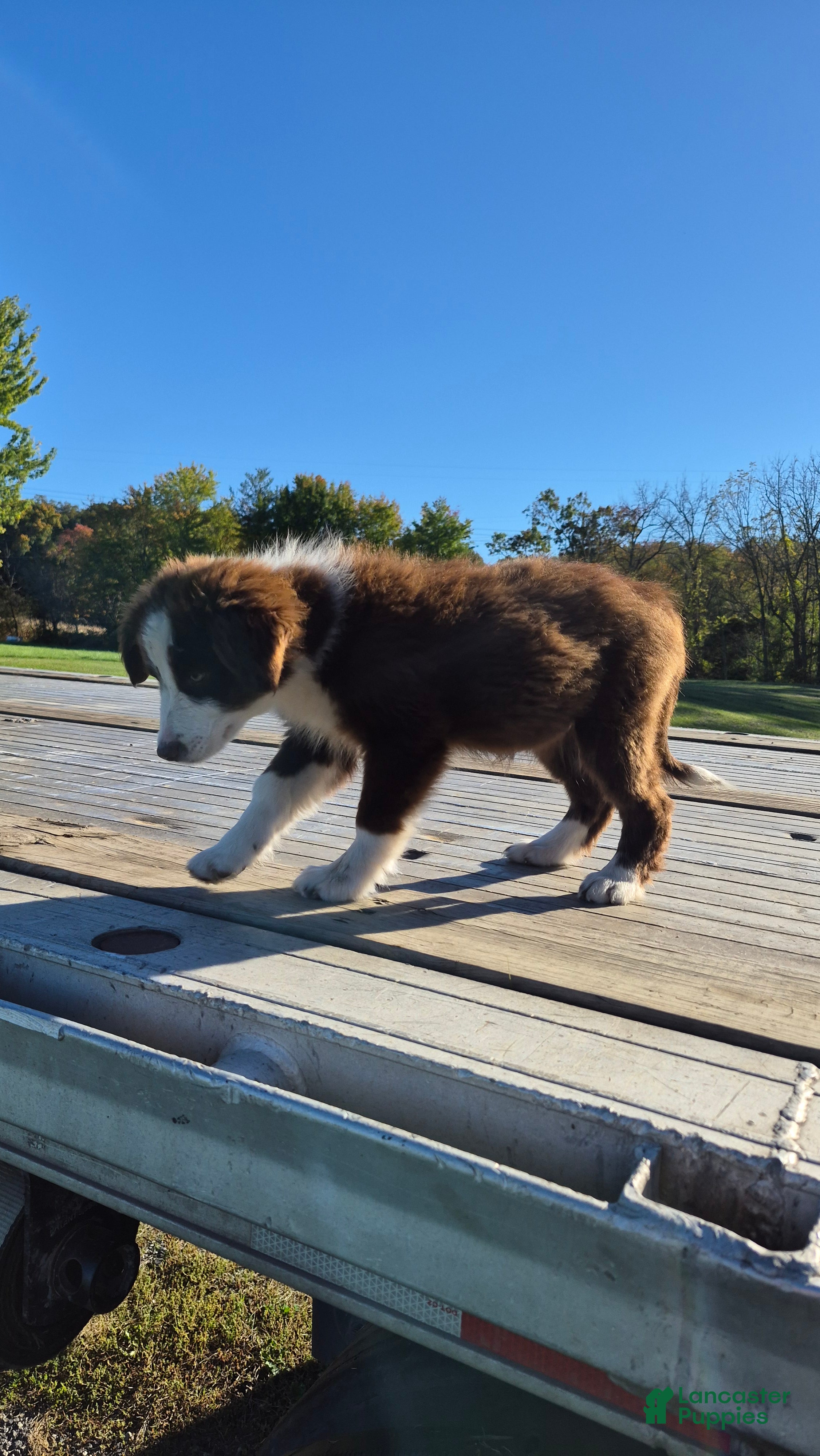 Australian Shepherd dogs for sale: Eliza, A.U. 9 - Ad 2