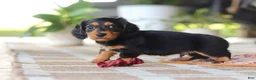 Miniature Dachshund dogs for sale: Arthur  - Ad 6