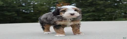 Mini Bernedoodle dogs for sale: Rodger - Ad 4