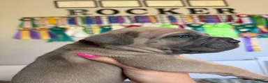Cane Corso Male 3 (Burgundy)