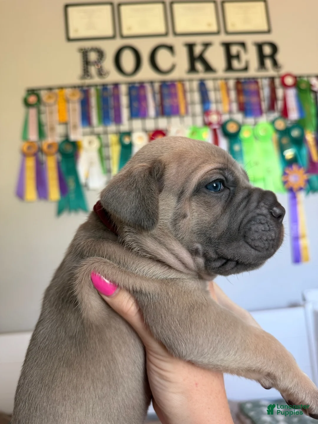 Cane Corso dogs for sale: Cane Corso Male 3 (Burgundy) - Ad 1