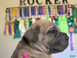 Cane Corso dogs Cane Corso Male 3 (Burgundy) - Ad 3