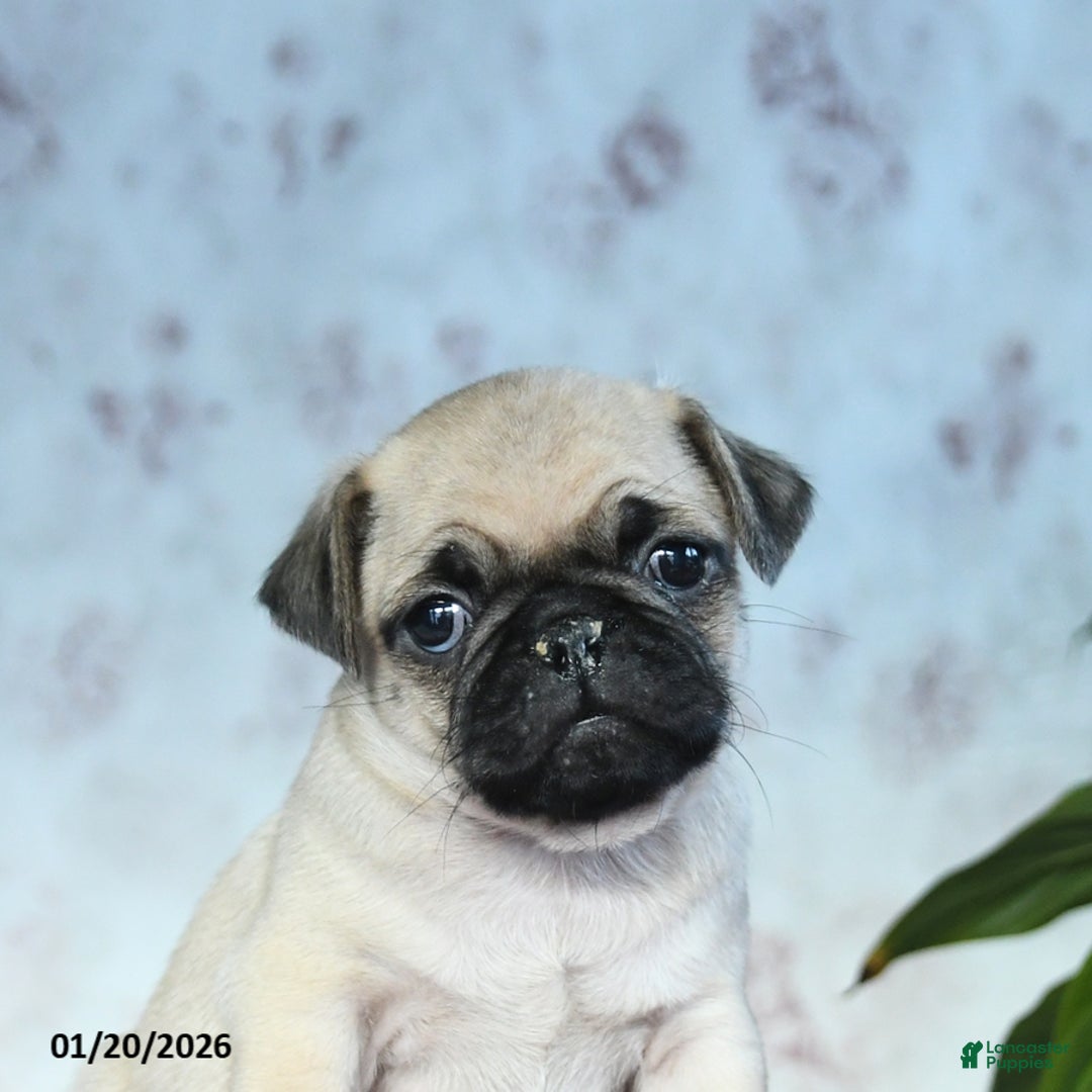 Pug dogs for sale: Teddy - Ad 2