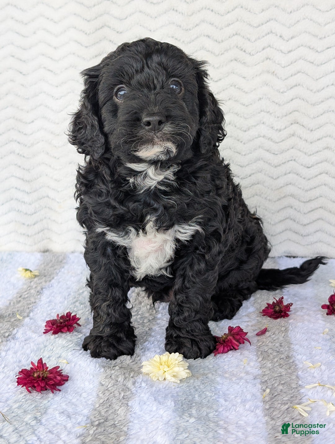 Cavapoo dogs for sale: Bodie - Ad 16