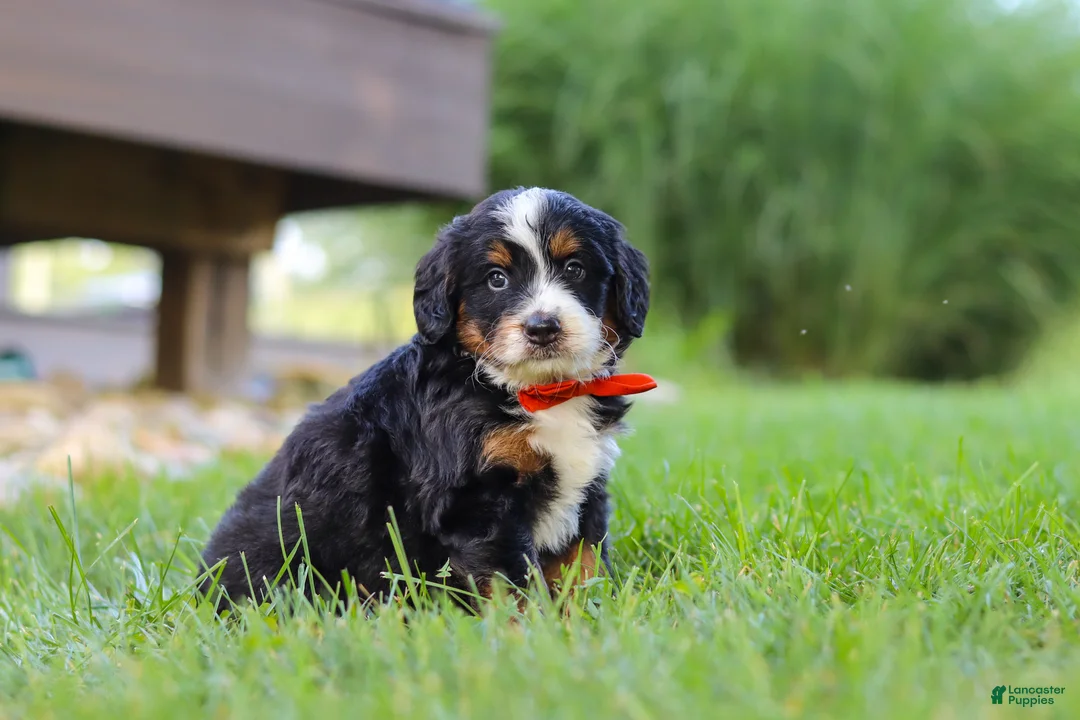 Mini Bernedoodle dogs for sale: Fireball - Ad 2
