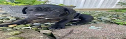 Cane Corso dogs for sale: Jennifer - Ad 4