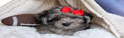 Bichpoo dogs for sale: NORMAN - Ad 12