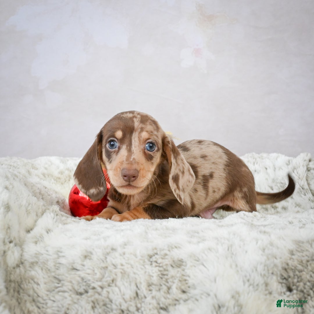 Miniature Dachshund dogs for sale: Max - Ad 2