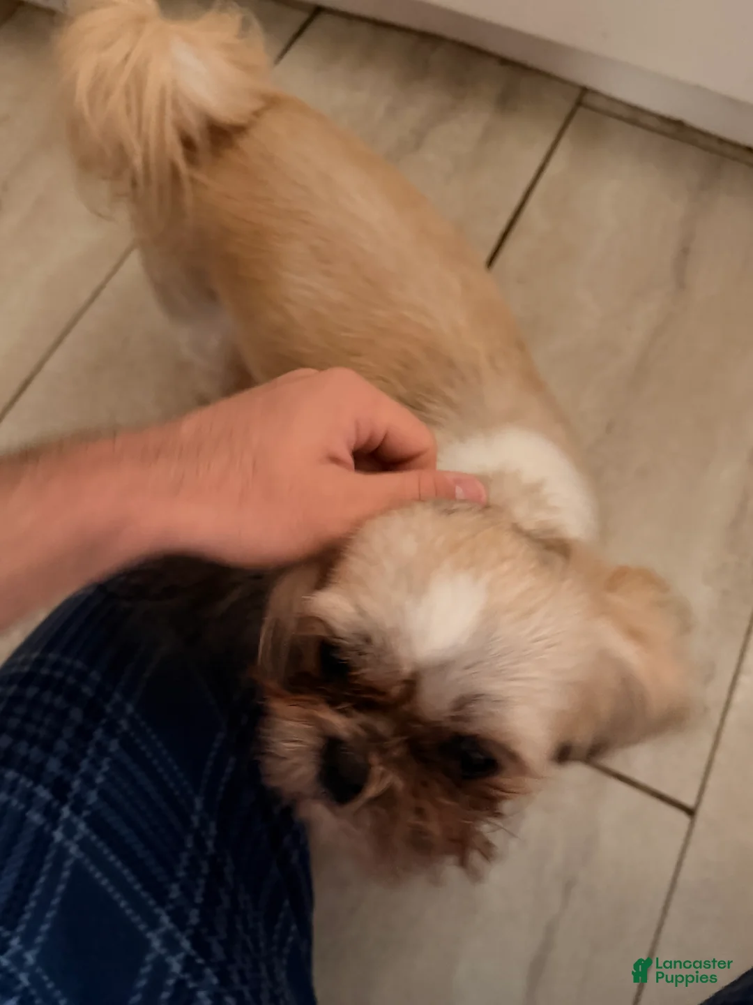 Shih Tzu dogs for sale: Josefa - Ad 2