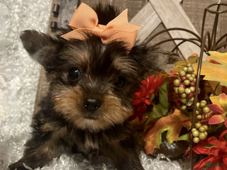 Yorkshire Terrier dogs Barbie - Ad 4