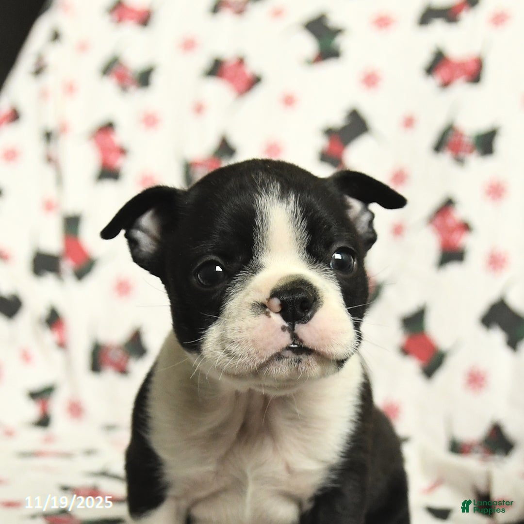 Boston Terrier dogs for sale: James   - Ad 4