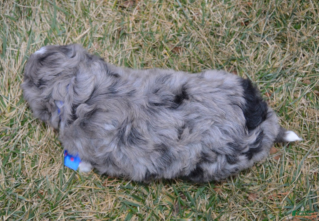Mini Aussiedoodle dogs for sale: Mini Auggie - Ad 13