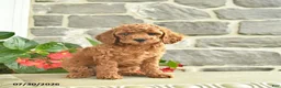 Miniature Poodle dogs for sale: Honey   - Ad 2