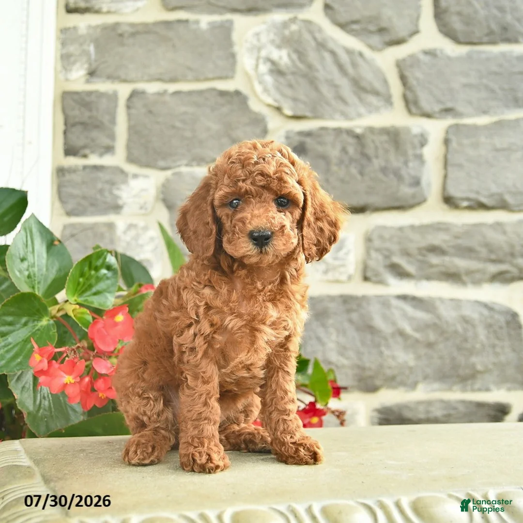 Miniature Poodle dogs for sale: Honey   - Ad 2
