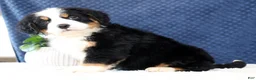 Bernese Mountain Dog dogs for sale: Zeke - Ad 8
