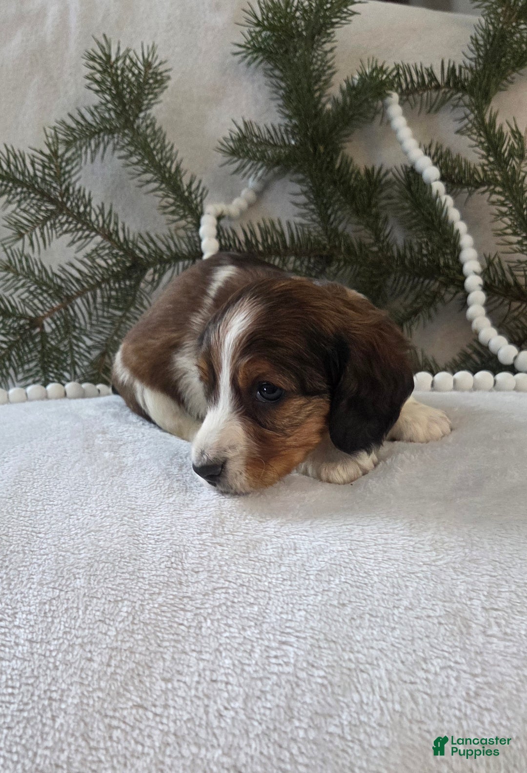 Miniature Dachshund dogs for sale: Peppermint  - Ad 2
