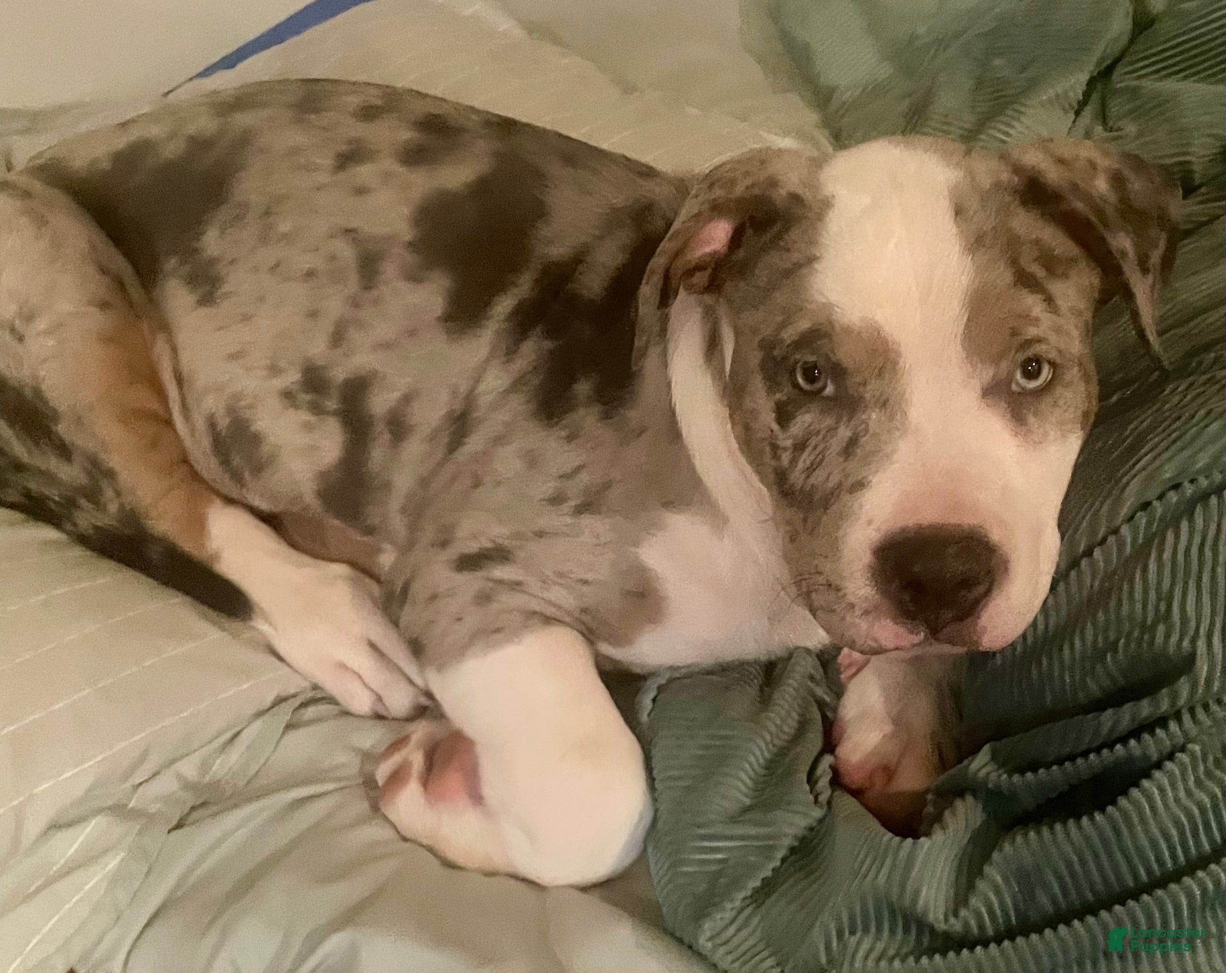 American Bully dogs Scout - Ad 2