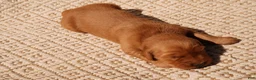 Golden Retriever dogs for sale: Daisy -AKC, Genetically Clear - Ad 63