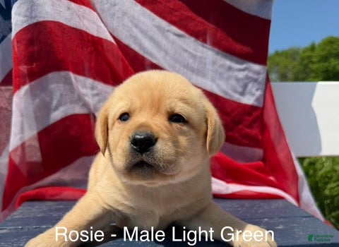 Labrador Retriever dogs Labrador Retriever Male 4 - Ad 21