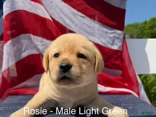Labrador Retriever dogs Labrador Retriever Male 4 - Ad 21