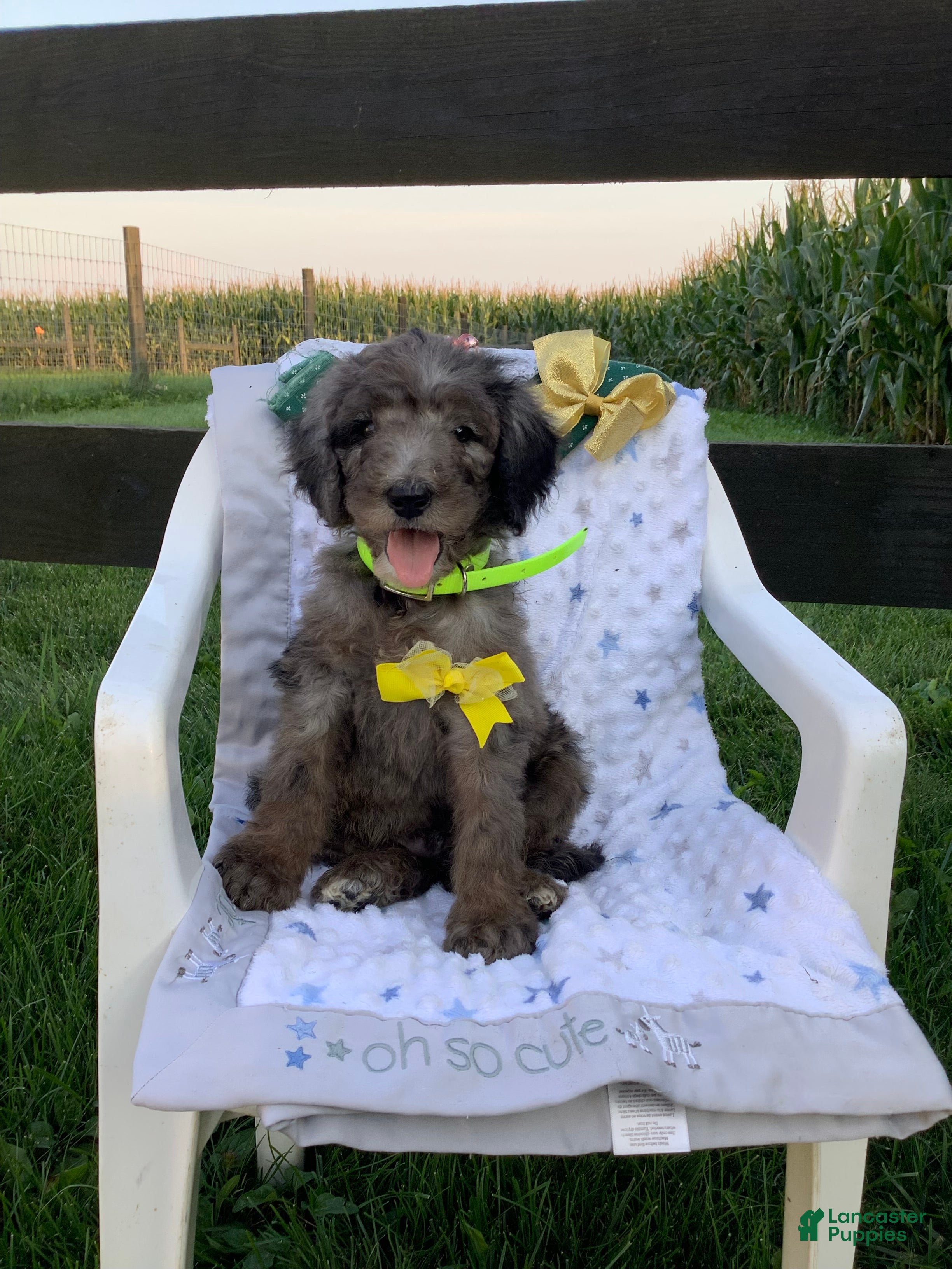 Goldendoodle dogs Rex-F1bb-Goldendoodle 1 - Ad 2