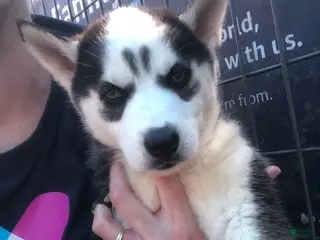 Siberian Husky dogs Siberian Husky Puppy 4 - Ad 5