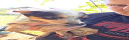 Mixed Breed dogs for sale: Female #1 - Ad 1