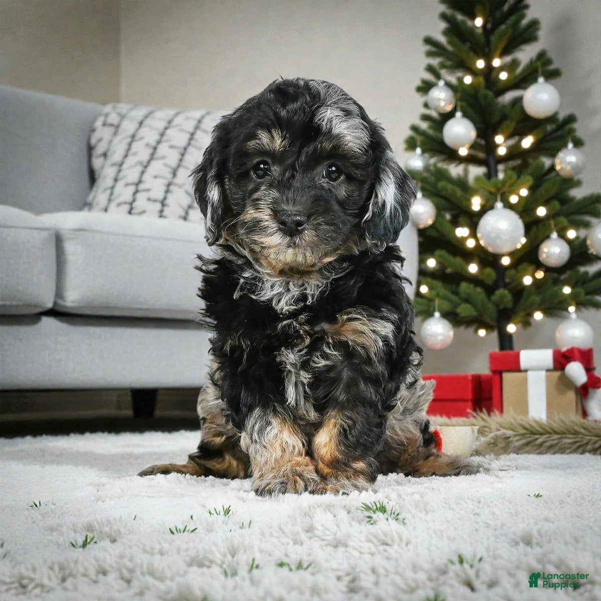 Cockapoo dogs max - Ad 14