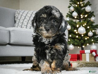 Cockapoo dogs max - Ad 14