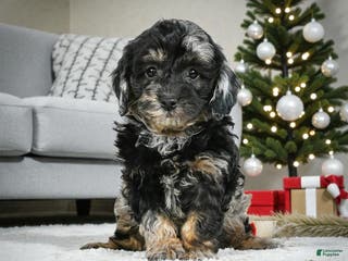 Cockapoo dogs max - Ad 11