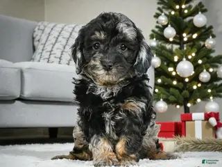 Cockapoo dogs max - Ad 36