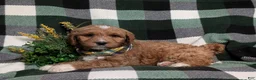 Goldendoodle dogs for sale: Finn Hypoallergenic - Ad 4