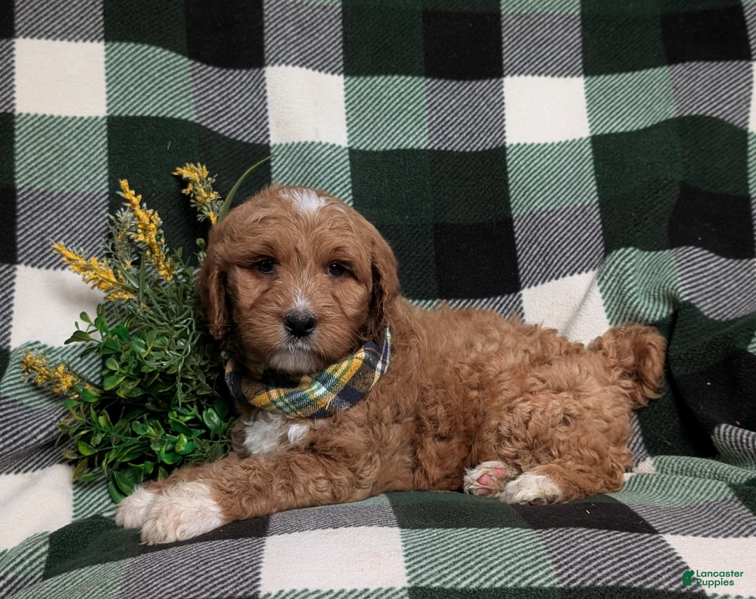 Goldendoodle dogs for sale: Finn Hypoallergenic - Ad 4