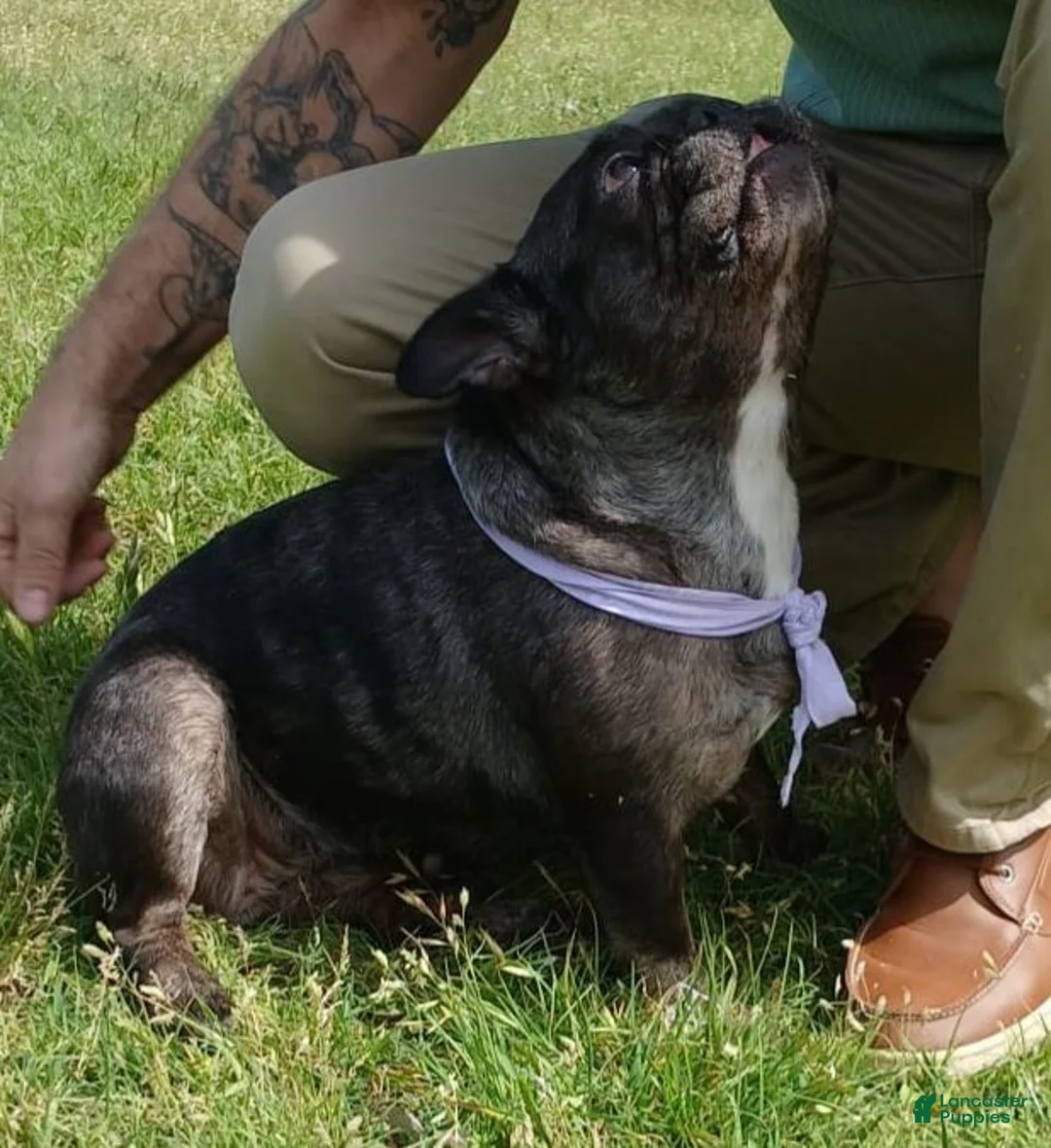 Frug dogs for sale: Frug 3 - Ad 2