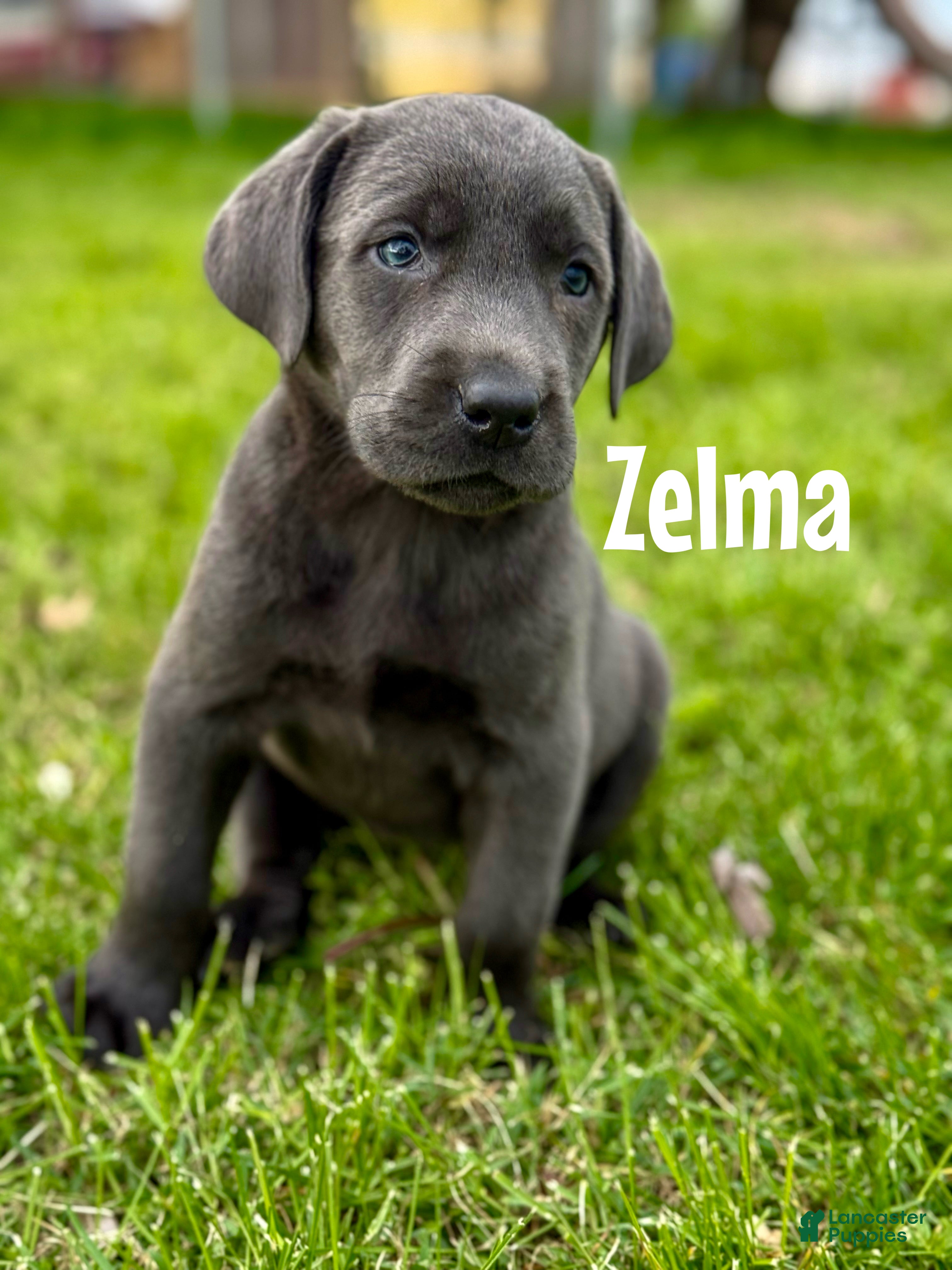 Labrador Retriever dogs Zelma - Ad 25