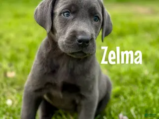 Labrador Retriever dogs Zelma - Ad 25