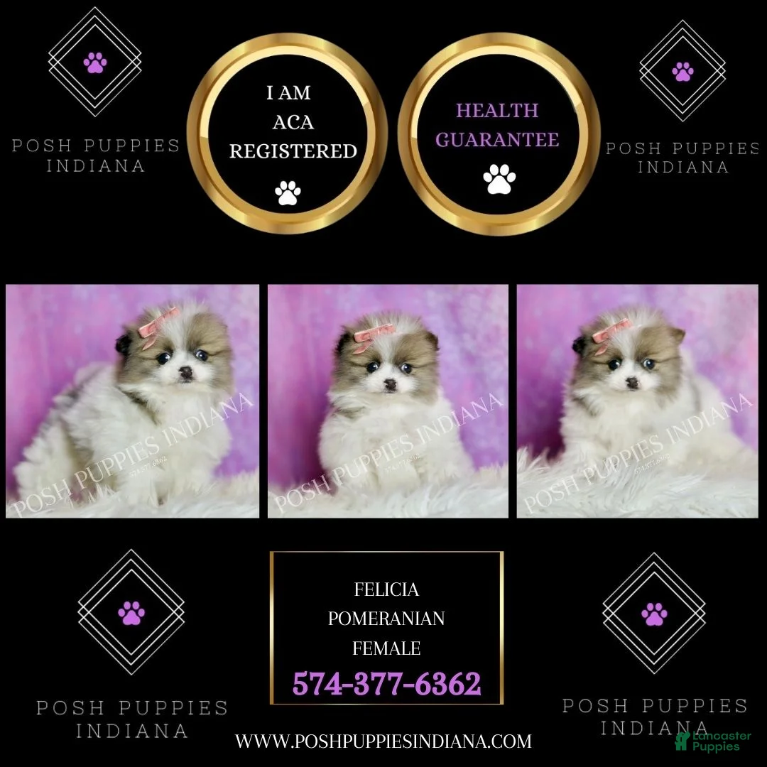 Pomeranian dogs for sale: Felicia  - Ad 8