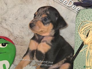 Miniature Pinscher dogs DeeDee black tan merle - Ad 3