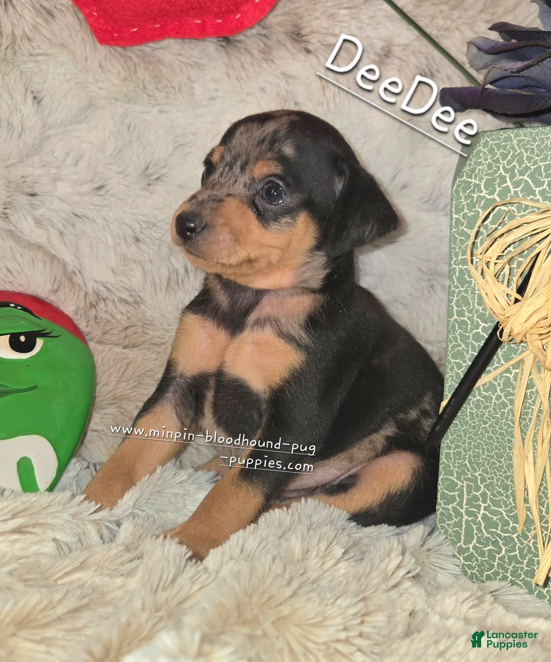 Miniature Pinscher dogs for sale: DeeDee black tan merle  - Ad 2