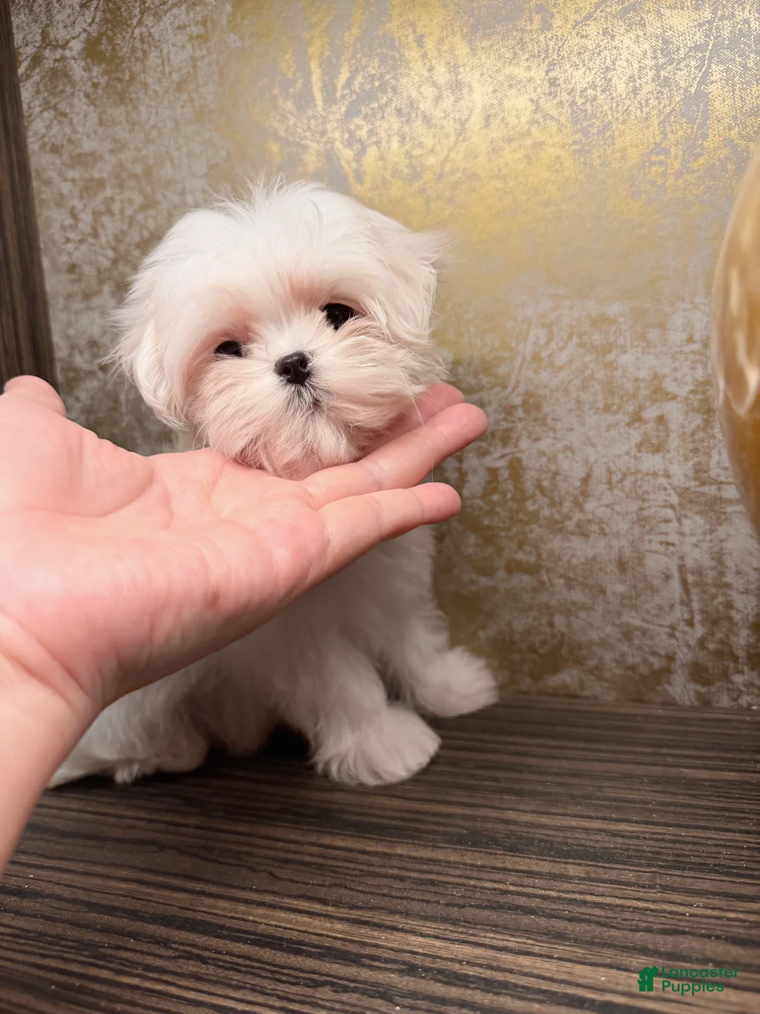 Maltese dogs for sale: Frost - Ad 6