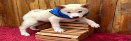 Shiba Inu dogs for sale: Shiba Inu Puppy 4 - Ad 11