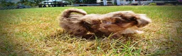 Havapoo dogs for sale: Kiwi - Ad 10