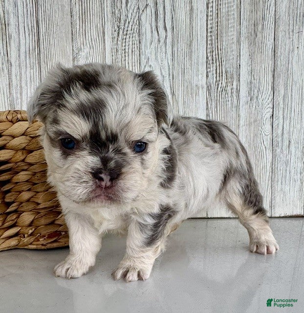French Bulldog dogs Taffy - Ad 2