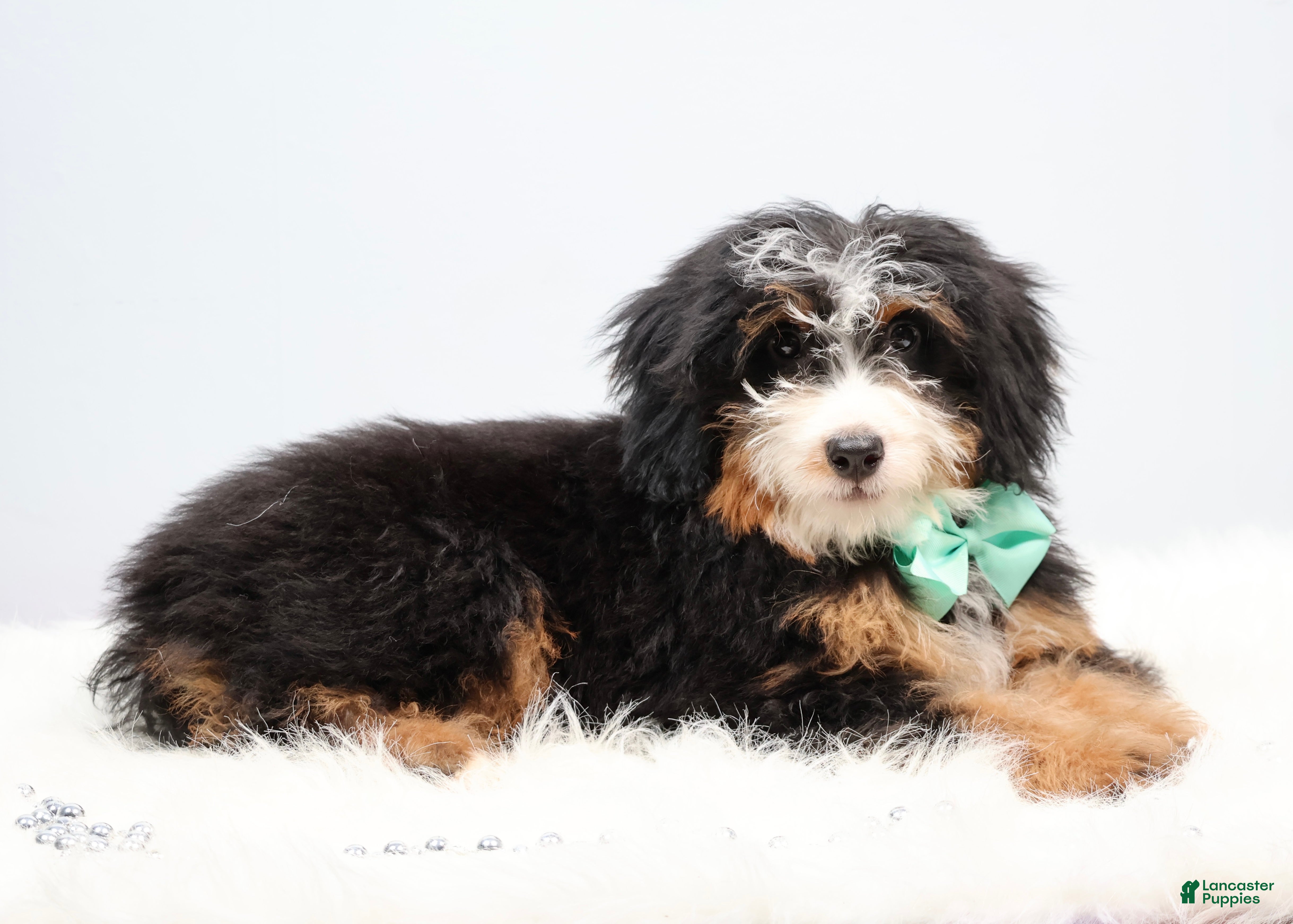 Mini Bernedoodle dogs Dylan - Ad 2